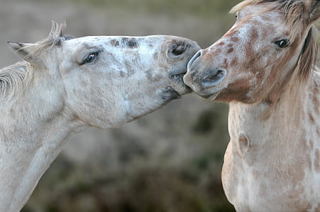 two horse kissing thumbnail