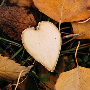 close up photography of heart leaf thumbnail