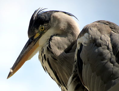 gray, black, and white long-beak bird thumbnail