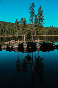 trees surrounded by body of water thumbnail