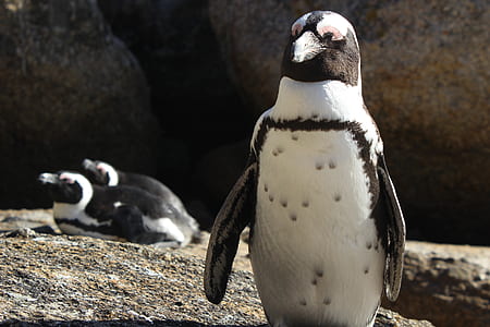 white and black penguins on grey ground thumbnail