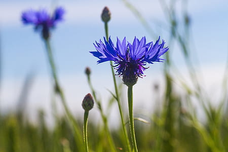 purple cornflower at daytime thumbnail