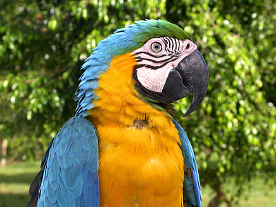 yellow, blue and green bird thumbnail
