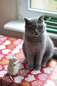 gray cat near white rat figurine thumbnail