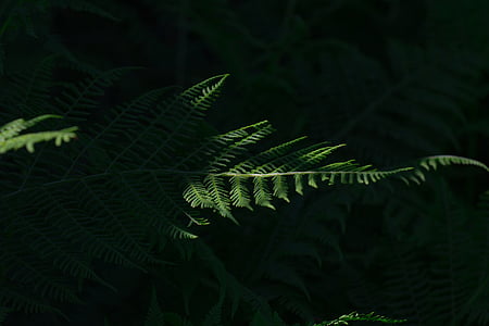 silhouette photography of sun ray-shaded fern plant thumbnail
