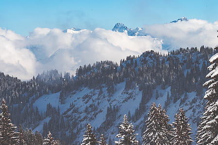 pine trees near mountain thumbnail