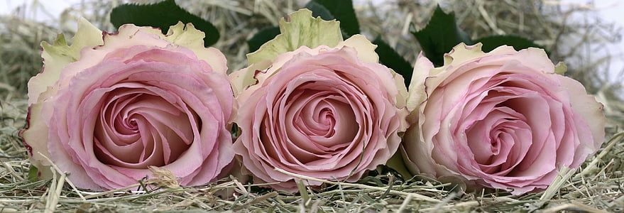 three pink roses thumbnail