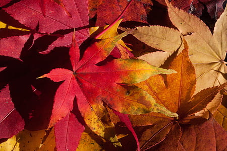 dried maple leaves thumbnail