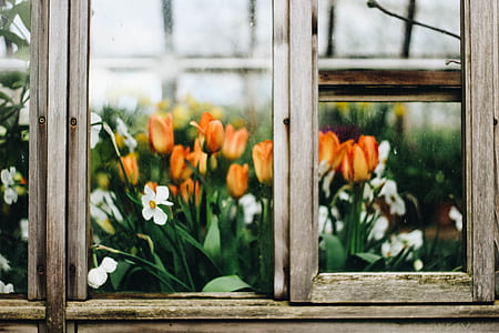 orange tulip near window thumbnail