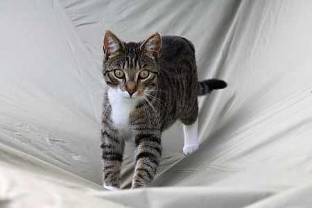 brown tabby cat on gray textile thumbnail