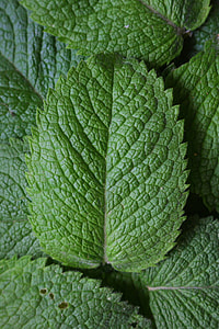 closeup photo of green leaves thumbnail