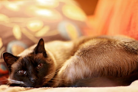 animal, pet, cute, eyes thumbnail