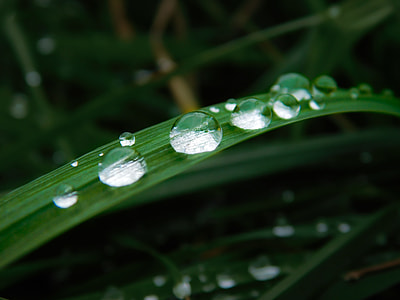 closeup and selective focus photograph of grass dew thumbnail