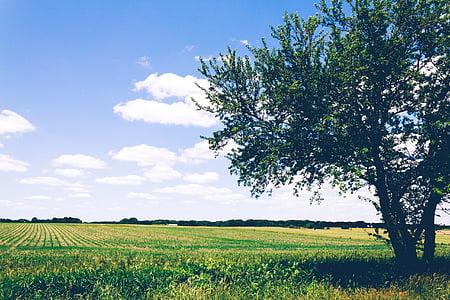 green tree and lawn thumbnail