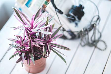 Pink houseplant for decoration thumbnail
