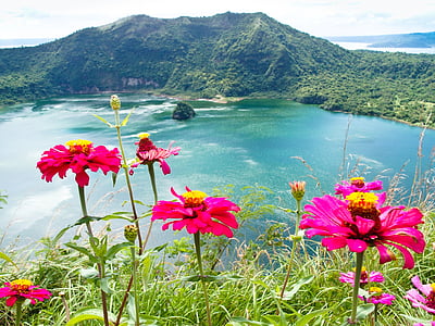 red flowers in bloom thumbnail