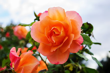 pink flowers with green leaves thumbnail