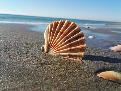 brown and gray seashell at the beach thumbnail