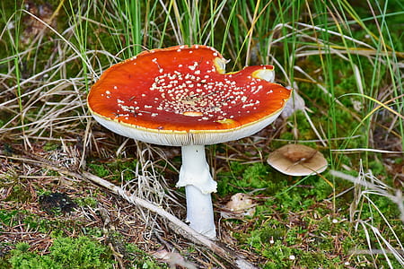 photo of brown and white mushroom beside green grass thumbnail