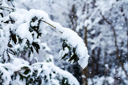 green leafed tree covered with snow during daytime shallow focus photography thumbnail