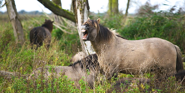 Three Brown Horses in Forest thumbnail