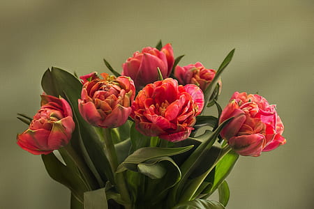 selective photo of pink-and-orange flowers thumbnail