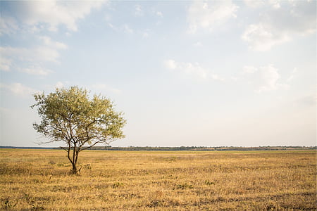 green leafed tree on dried grass field at daytime thumbnail