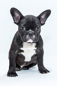 black Bulldog puppy thumbnail