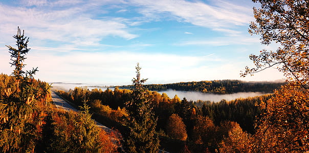 green trees with mist thumbnail