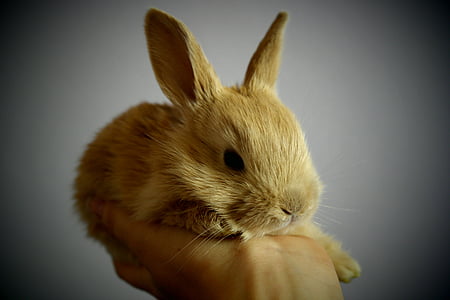 closeup photo of brown bunny on top of person hand thumbnail