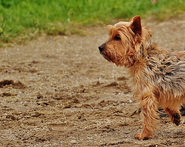 adult tan and blue Australian terrier on sand at daytime thumbnail
