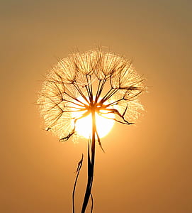 White Dandelion Flower thumbnail