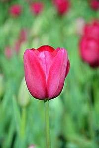 selective focus photo of red tulip flower thumbnail