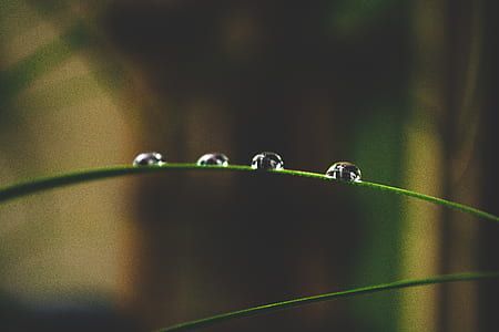close-up photo of linear green leaf with dew thumbnail