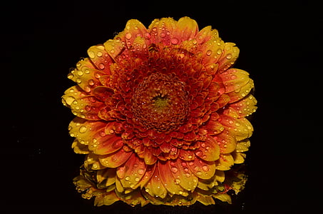 orange and yellow Gerbera daisy flower with water droplets thumbnail