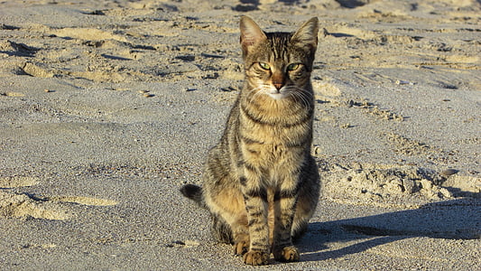 brown tabby cat on gray sand thumbnail