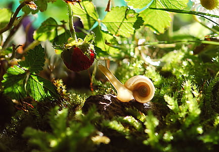 beige snail near red strawberry thumbnail