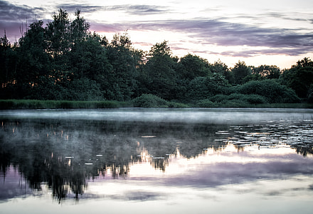 green tree beside body of water with fog on top thumbnail
