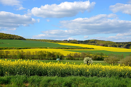 green and yellow flower field under blue sky during daytime thumbnail