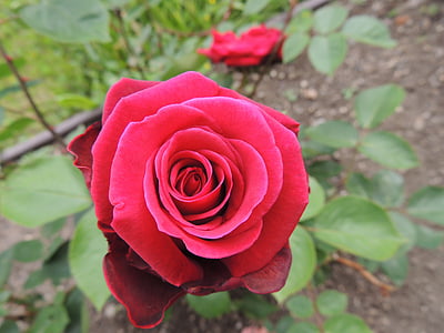 selective focus photo of red roes thumbnail