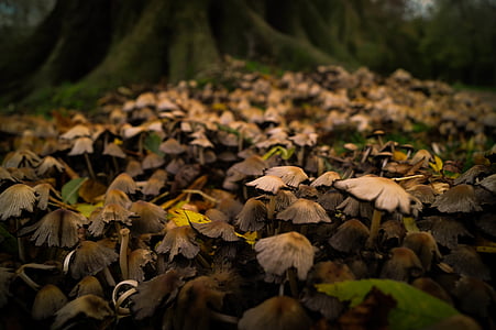 selective focus photography of mushrooms thumbnail