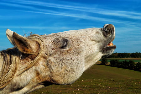 close up photography beige horse thumbnail