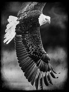 eagle grayscale photo thumbnail
