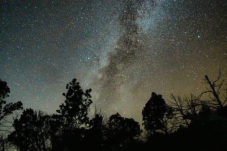 silhouette photo of trees under sky full of stars thumbnail