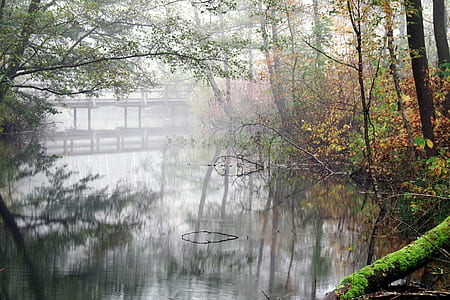 body of water surrounded by trees thumbnail