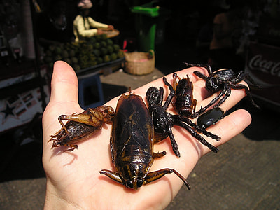 six insects on human palm thumbnail