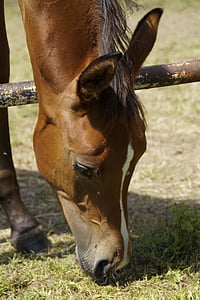 brown horse eating grass thumbnail