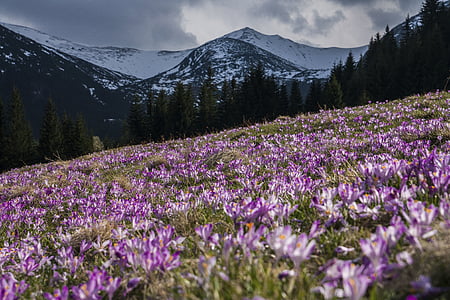 low angle photography of purple petaled flower field near mountain alps under nimbus clouds thumbnail