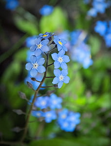 selective focus photography of blue petaled flowers at daytime thumbnail