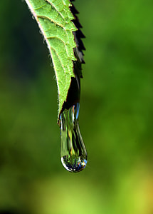 water droplet on leaf thumbnail